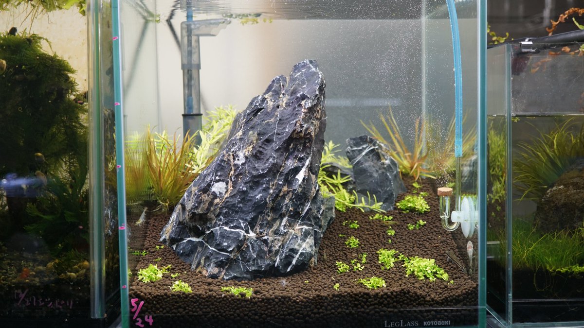 Cohi 石組レイアウト 立ち上げ2週間の経過 一枚目だけ立ち上げ当初です 前景草も後景草も少しずつですが生長しています ブリクサショートリーフも赤みがかってきていい感じですね 底面フィルターでも前景草を維持できるか この水槽はこれからが