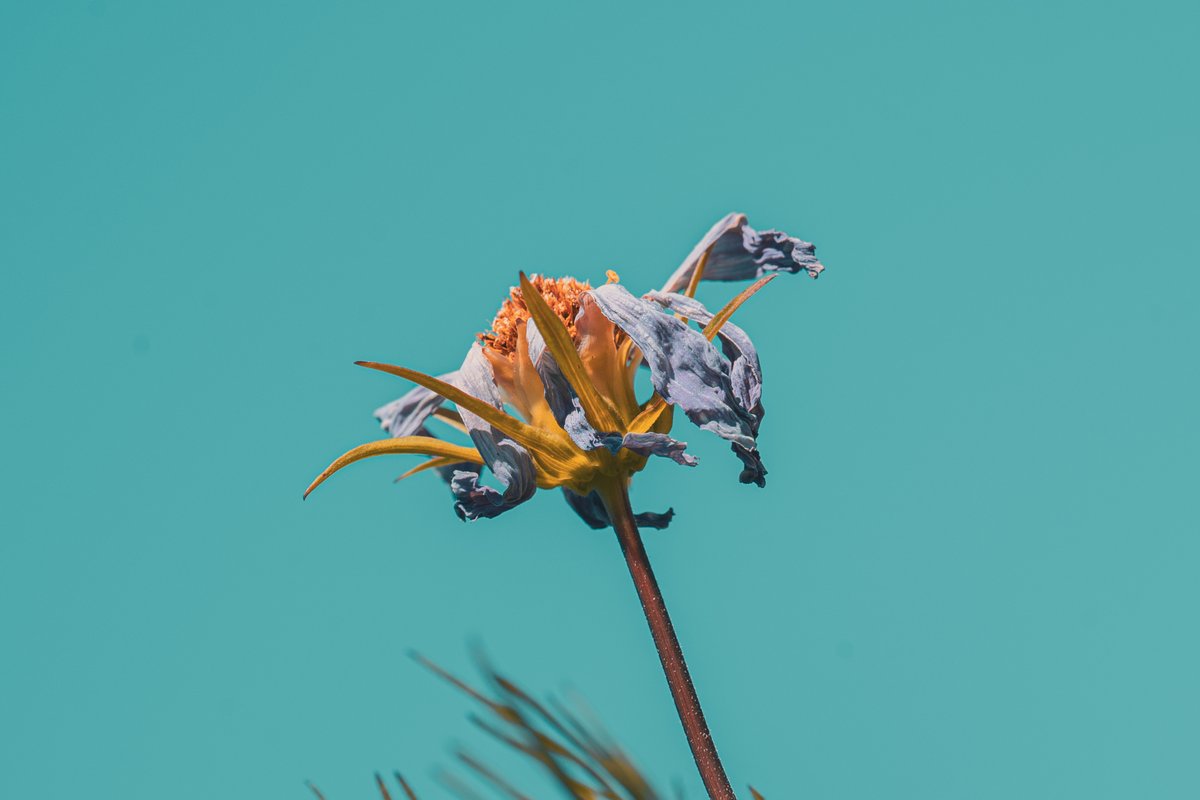 同心円 tweet media