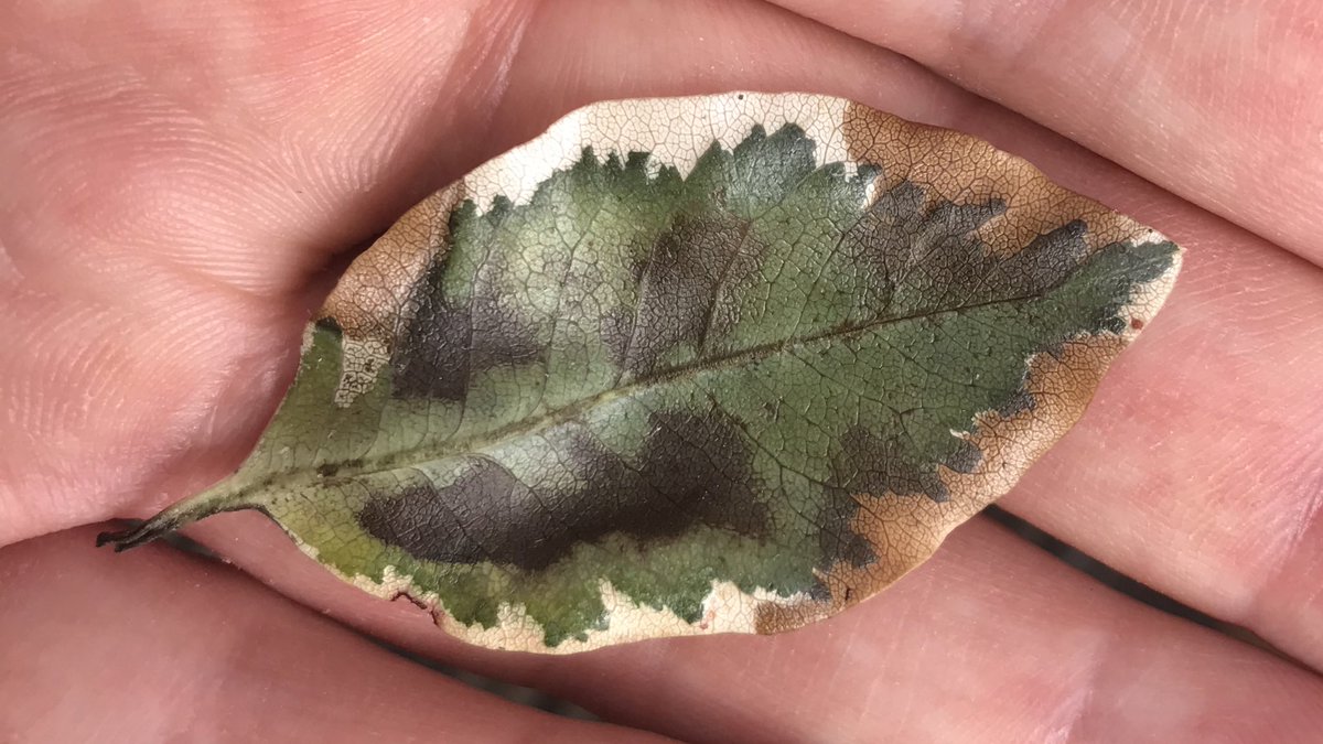 Not a very intellectual post but I really like this leaf.
