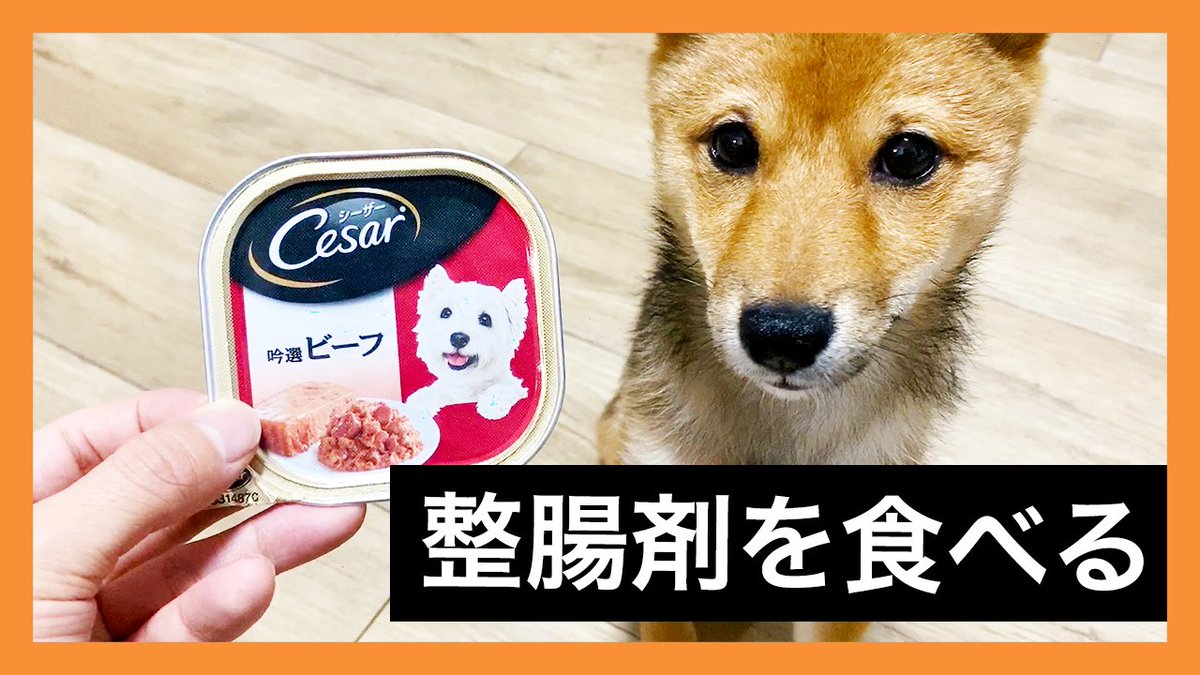 豆柴ころくん 病院で粉薬をもらってきたので 初めて缶詰を買って食べさせました 無事に全部食べてくれてよかった 病院 でもらった整腸剤を食べる柴犬 T Co Ldwufnuucq 柴犬 豆柴 子犬 ころ 豆柴ころくん 病院で粉薬をもらってきたので 初めて缶詰を買って食べさせました 無事に全部食べてくれてよかった 病院 でもらった整腸剤を食べる柴犬 T Co Ldwufnuucq 柴犬 豆柴 子犬 ころ