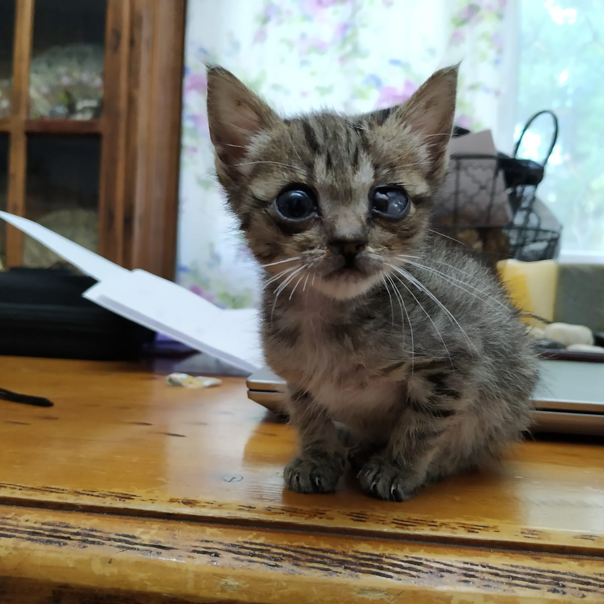 Necesitamos ACOGIDA o ADOPCIÓN para Rayas. Es una gatita de 2 meses muy juguetona. Su único "problema" es que no tiene visión por uno de sus ojitos, pero no le impide hacer vida normal.
arahuellasamigas@gmail.com
682114141
Valencia