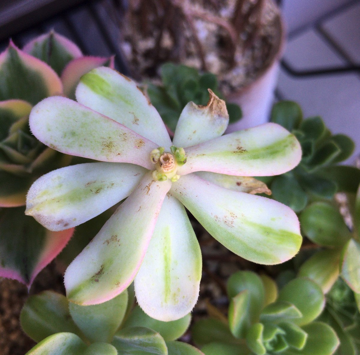 さ 愛染錦の花カット後 新芽 センペルぎゅうぎゅうあかんやろか 多肉植物 愛染錦 センペル さ 愛染錦の花カット後 新芽 センペルぎゅうぎゅうあかんやろか 多肉植物 愛染錦 センペル
