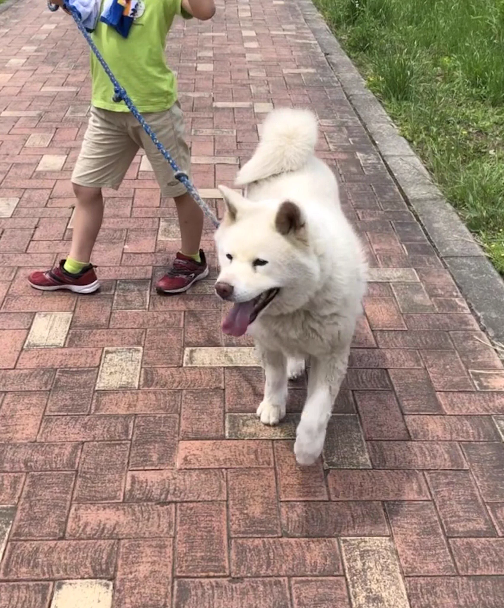 @akitainuho 実家の花ちゃん 秋田犬♀10歳 