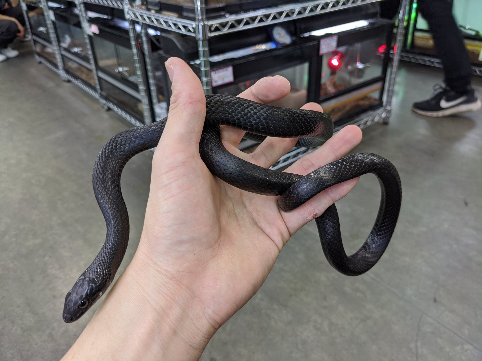 ペポニ みなと店 日本の黒蛇 カラスヘビ 全身が真っ黒な個体が2匹入荷 ここまで黒いのはなかなか居ません 大きな目とシュッとした頭を持ち 国産ながら海外のヘビにも負けず劣らずのカッコよさです カラスヘビ T Co Fhgog5jilg