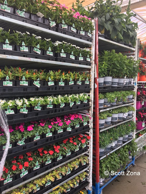 Notice how perennials & annuals at garden centers are dwarf? The industry says that consumers (you) want small plants for small gardens. Don’t believe it. Here’s the real reason plants are dwarf: they must fit in these carts for shipping & must have flowers at the time of sale.