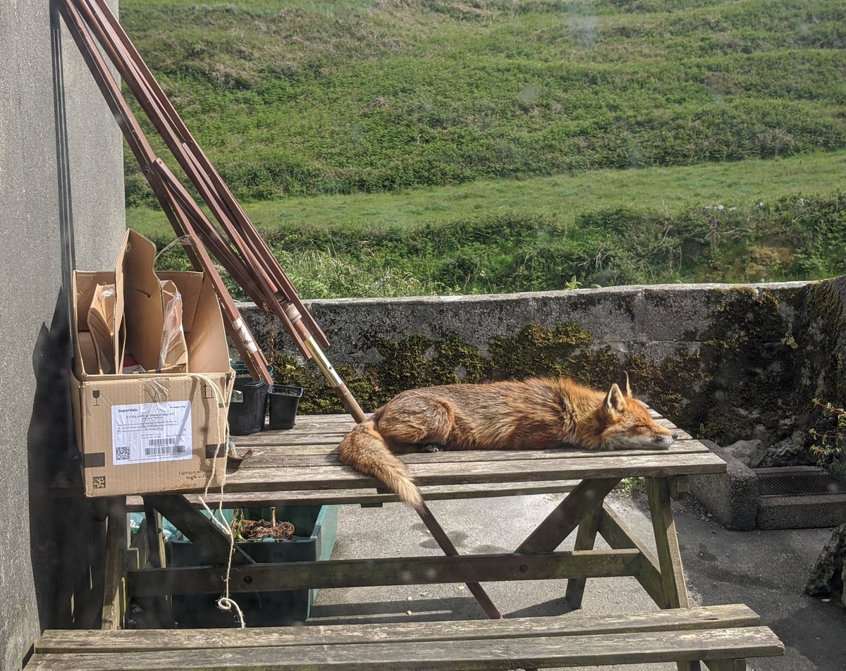 Sherkin Fox and the John Fields box.
<a href="/Fields_of_Skibb/">Fields of Skibbereen</a>