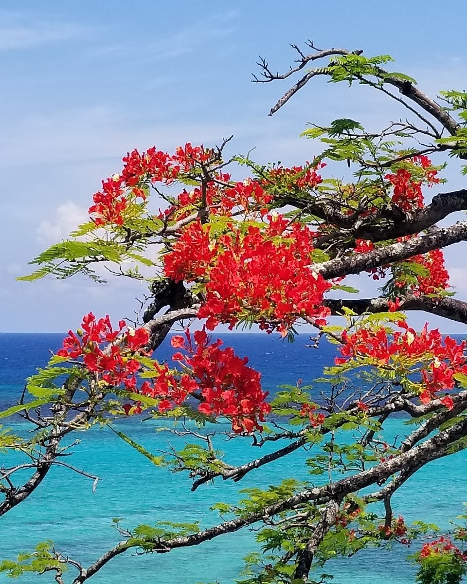 jdesforges82's tweet image. Aruba, Jamaica, oh I want to take you to Bermuda, Bahama, come on pretty mama Key Largo, Montego, baby why don't we go oh I want to take you down to Kokomo, we'll get there fast and then we'll take it slow
#cruise #cruisenorwegian
#norwegiancruiseline #Jamaica