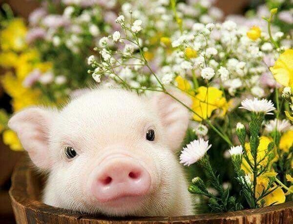hilltopgina's tweet photo. Which image do you like the best? 

If it's the one on the right then you should be a vegan. If you like the one on the left then what does this say about you? 

#EndSpeciesism #govegan #TryVeganToday https://t.co/OApwOu1TGS