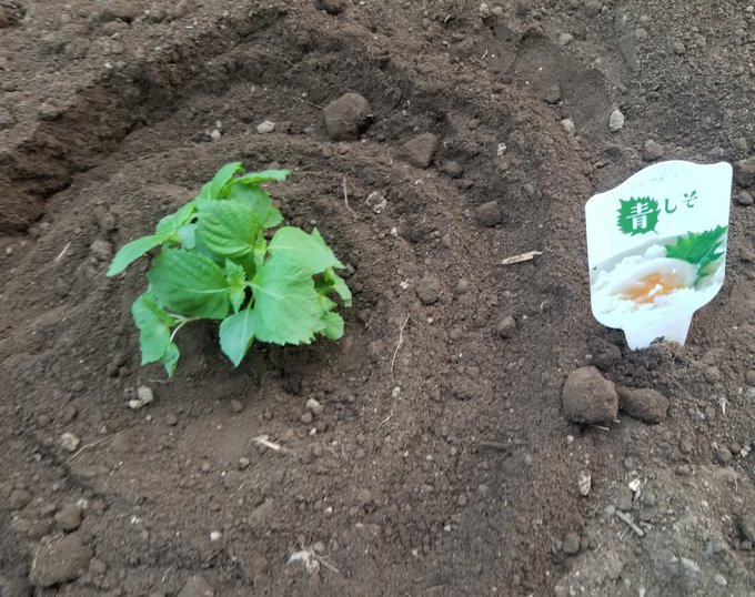 じゃがいも 高画質 のtwitterイラスト検索結果 古い順