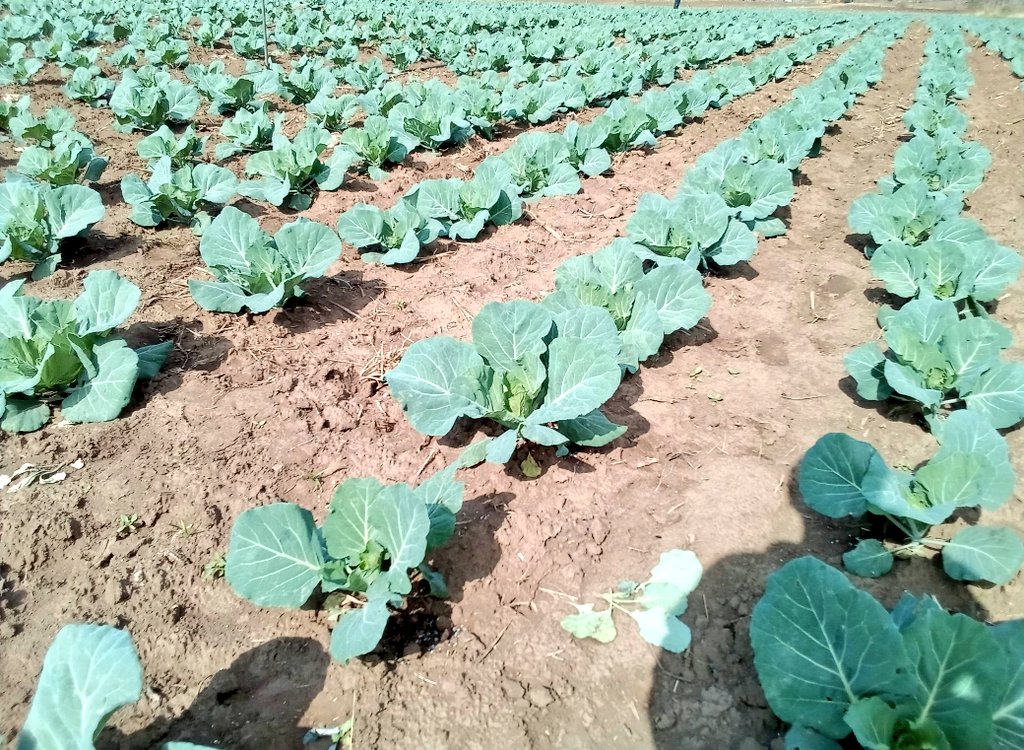 Gebuel_Farm's tweet photo. Fresh #cabbage ๐ฅฌ Rich #darksoil ๐ Feeding the Kingdom of @Eswatini โ๏ธ Eat more greens, ๐ฅ stay forever healthy! Your healthy matters to us ๐ #poveryalleviation #zerohunger #foodsecurity #sustainability #agriculture #healthyfood #healthyliving #healthylifestyle #gebuelfarm๐ฑ https://t.co/4ig3quP36E