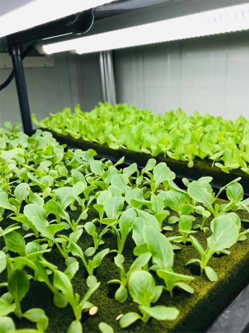 Dream a little dream of greens! 1 week down and 4 more to go before these lettuce seedlings go from #farmtoplate!