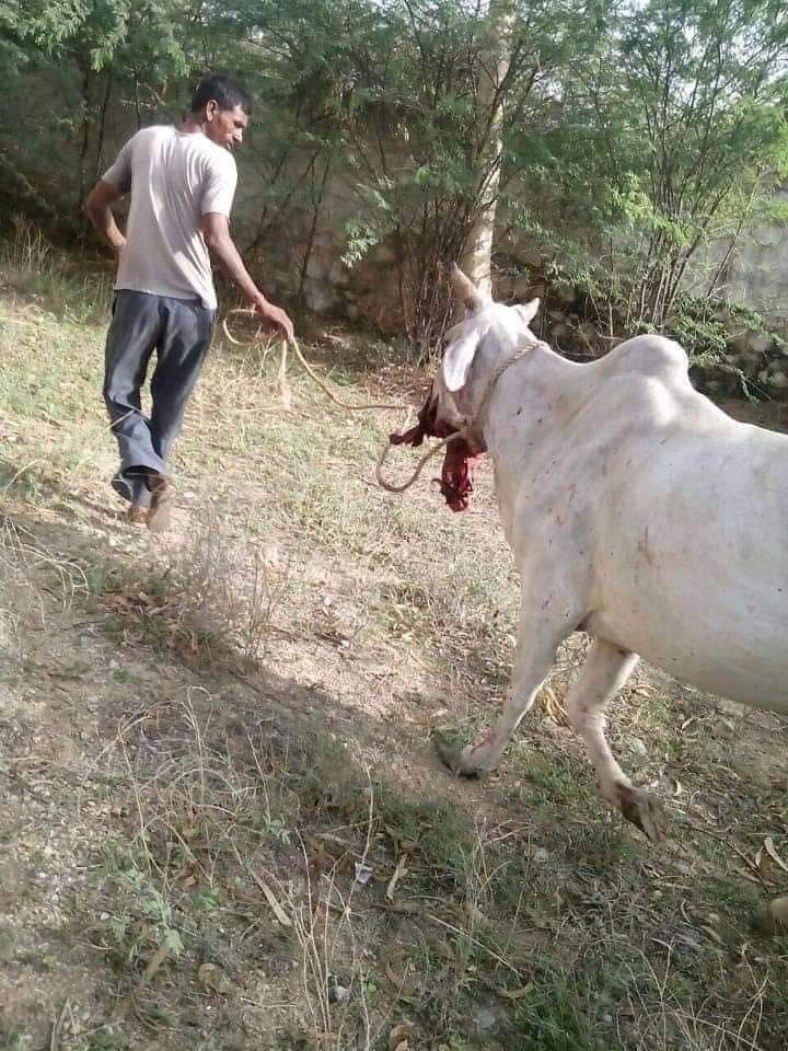 Aakashshinde_17's tweet photo. Jyani pan he kela aahe plz tyachya tondat rashi bomb taakun tyala mara plz๐ ๐ aajun bagta yet nhi ashi news ๐๐ ๐ฉ
#JusticeforNandini #cowdeath #Cow #Hindu #justice #death #HimachalPradesh #Himachal #justkill #BJP #ShivSena #cowlivesmatter @BJP4Himachal @INCHimachal @HimachalPMC https://t.co/43GLNfutL8