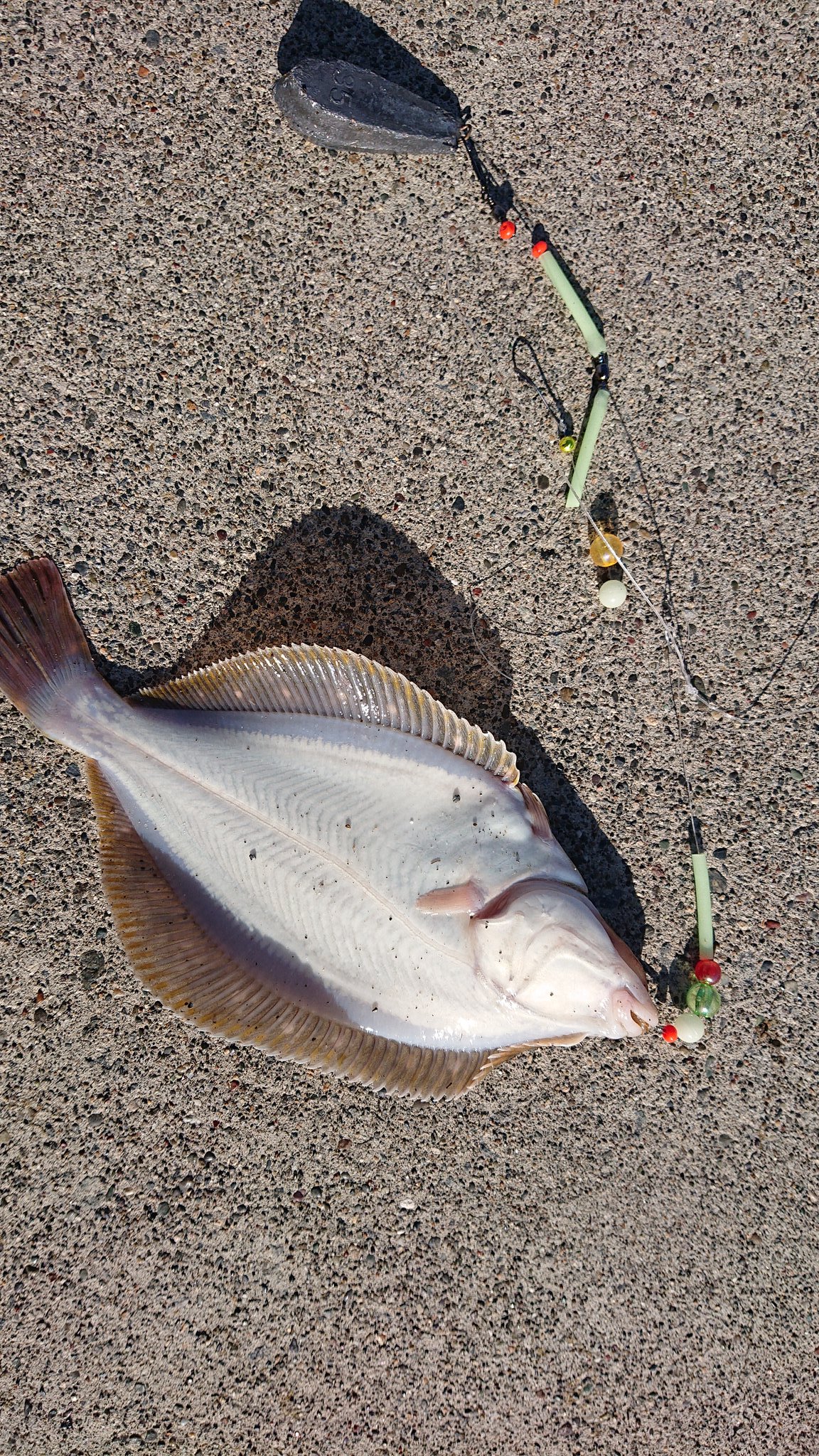 酔っ払いダー 噴火湾にて 投げ釣りしながら ヒラメ釣り ヒラメは 玉砕 嫁さんの手作り仕掛けに小さなイシモチ 嫁さん とりあえず魚が掛かったことに自信持ちました T Co 3xb6hmn1sn Twitter