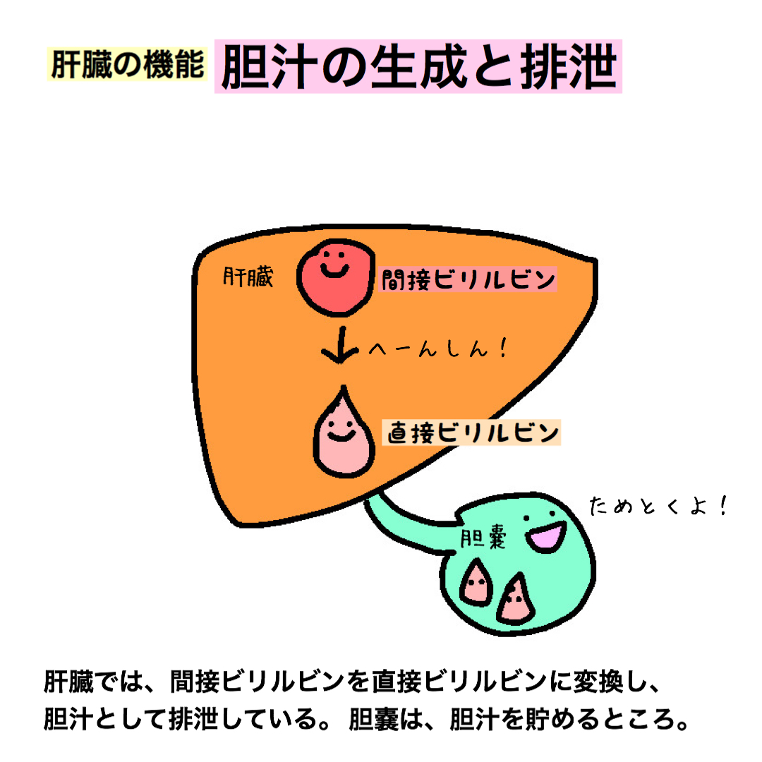 もちゆきナース En Twitter 肝臓の機能 胆汁の生成 肝臓の機能はたくさんあります 胆汁は 胆嚢ではなく肝臓で作られるって知ってた とりあえず 国試に出るところだけイラストで簡単にイメージを掴んじゃいましょう