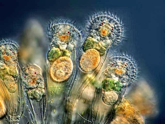 حيوانات شعبة الدوارات العجليات Copos