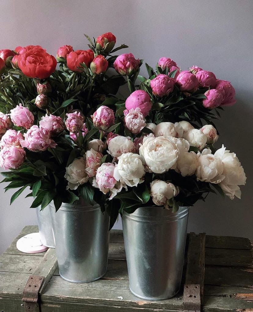 minkeraa's tweet photo. Пост любви к пионам 🌺❤️
#АгронФолловитАнгелтирс https://t.co/lUyVFOJGk8