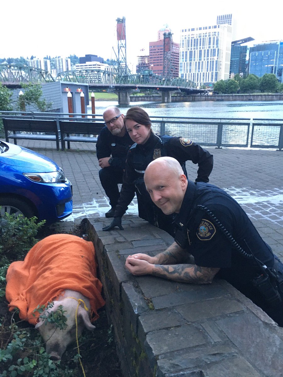 PortlandPolice's tweet photo. PPB Officers are looking for the owner of this sleepy pig. If you are the owner, call non-emergency dispatch at 503-823-3333. We would like to reunite him with his owner. https://t.co/SlYbLfckYl