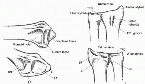The distal radius is responsible for 80% of axial load, it articulates with: 
 
1. scaphoid via scaphoid fossa
2. lunate via lunate fossa
3. distal ulna via ulnar/sigmoid notch

#orthotwitter #MScUCL