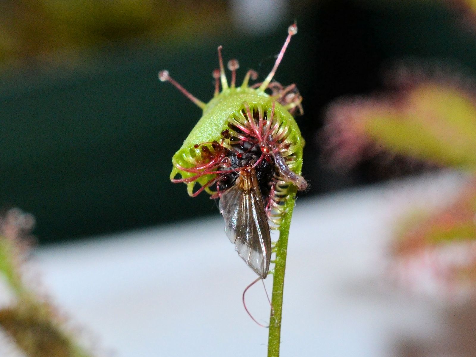 Take ドロセラ オボバタが大物を捕まえてた たぶん消化しきれないだろうから このまま獲物が腐って この捕虫葉は枯れるんだろうなぁ それはともかく 捕虫葉の隙間から伸びた一本の脚が何とも痛ましい W モウセンゴケ 食虫植物