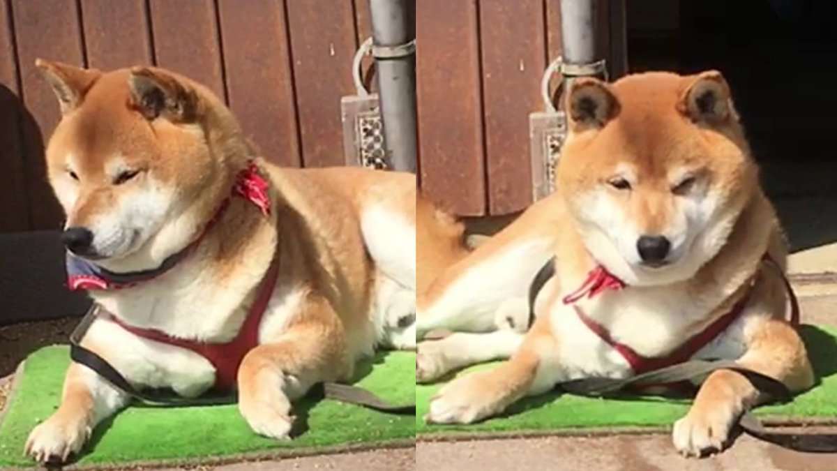柴犬てつ君の新しい動画をYouTubeにアップしました🐶🌟❗️
良かったら見てみてください☺️🌟

自分の庭の修繕作業を現場監督のような真剣な表情でチェックする柴犬　Shibe checked his yard repair work with... youtu.be/da8j-e37QO4 <a href="/YouTube/">YouTube</a>より