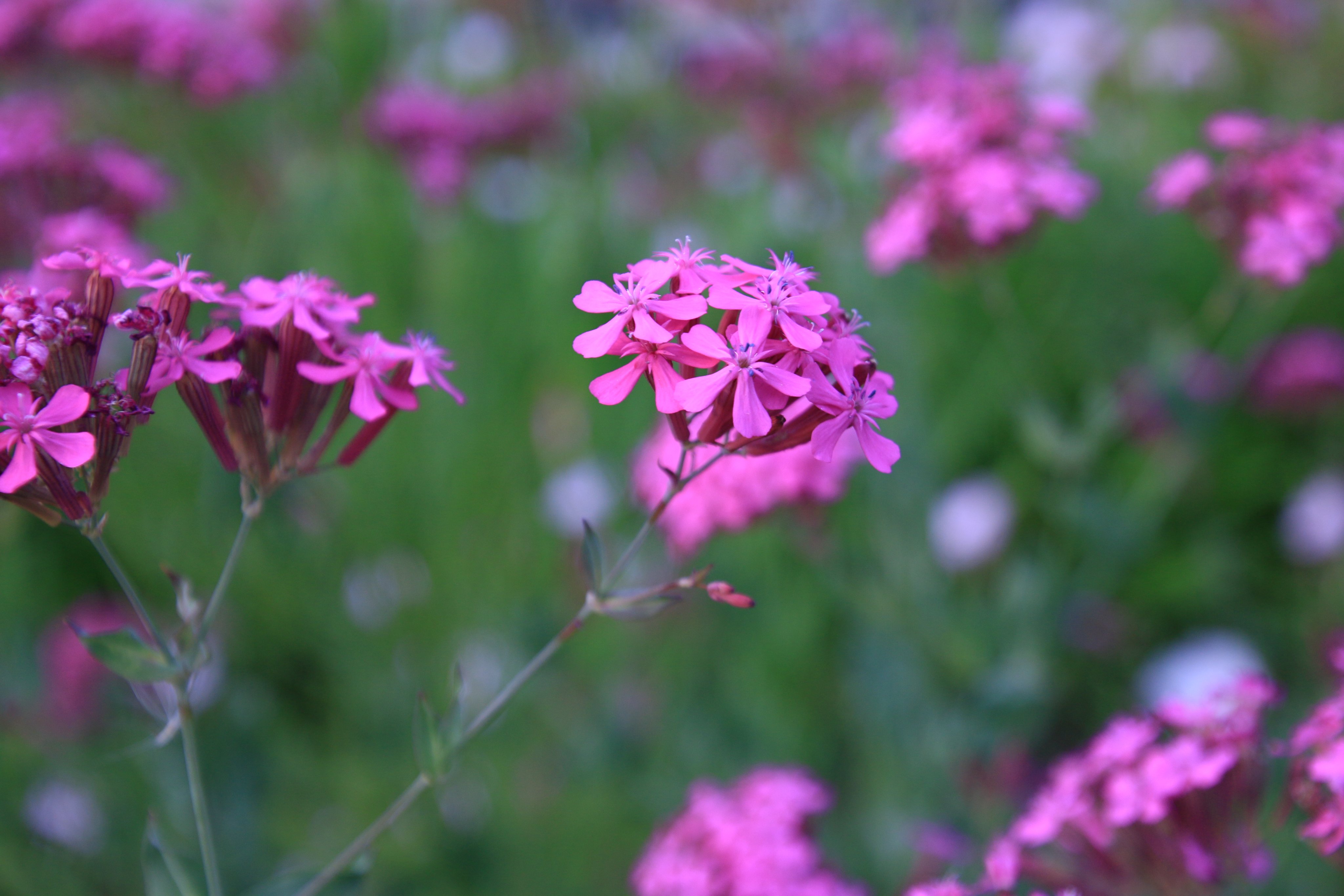 あき ぽんず Photo Account ムシトリナデシコ 虫取り撫子 赤いムシトリナデシコの花言葉は 青春の恋 T Co Epvtgicwq2 Twitter