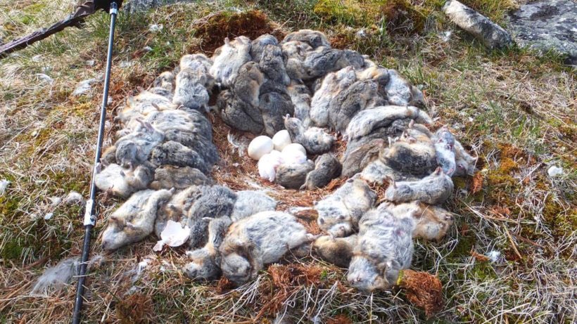 I’m reading about lemmings and snowy owls. What an extraordinary Arctic ecology! This snowy owl nest of four eggs on Bylot Island in the Nunavut territory is lined with over 70 dead lemmings. Photograph taken in summer 2013 by Christine Blais-Soucy blog.nature.org/science/2014/0…
