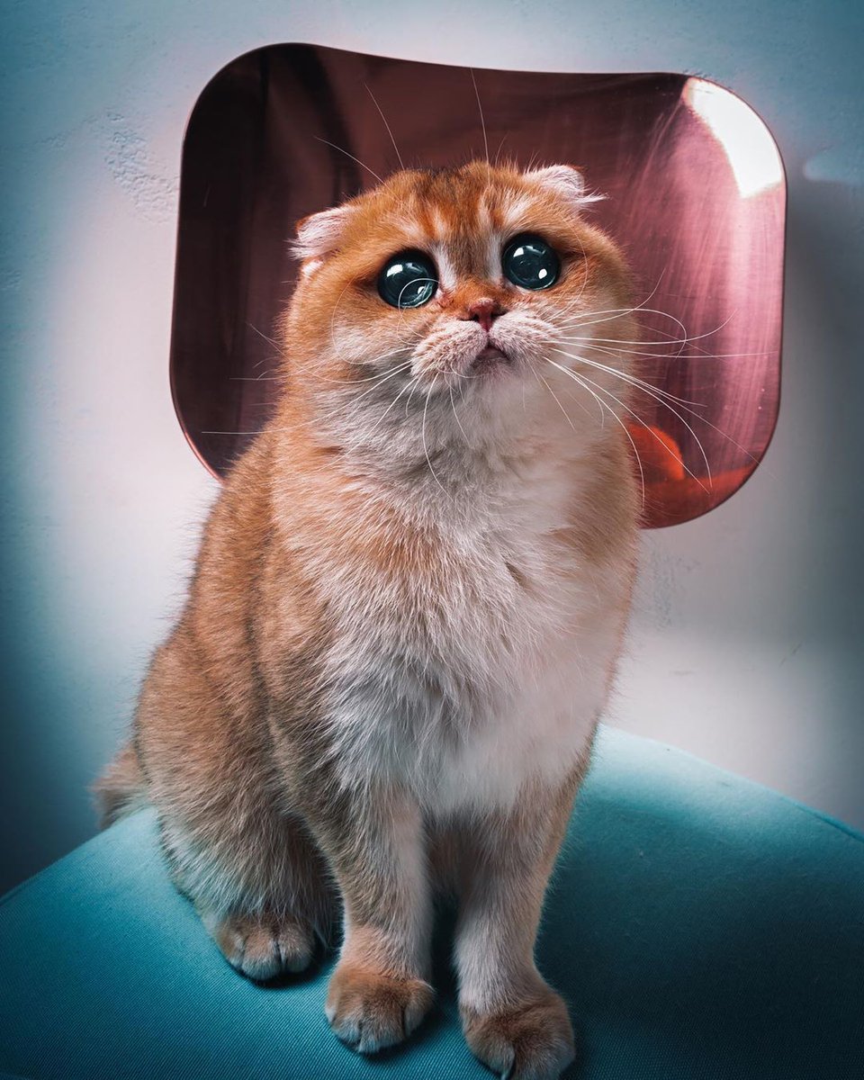 Puss in Boots in real life

📸 sky.cattery | IG