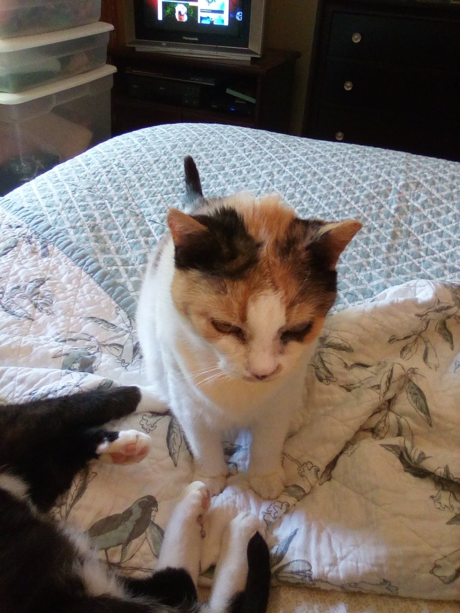 Haven't checked on this account in awhile (busy with political outrage). Thank you so much to <a href="/danapixie/">Mitzi & Madi's staff. LOVE Daffy & TSK 🌈❤️😢💔</a> and <a href="/Pawcircle/">#pawcircle</a> for continuing to hold up Kitty. She passed two weeks ago. 8 mths after her 1st ER visit we ended up back and the ultrasound wasn't good for my old girl. 🌈❤