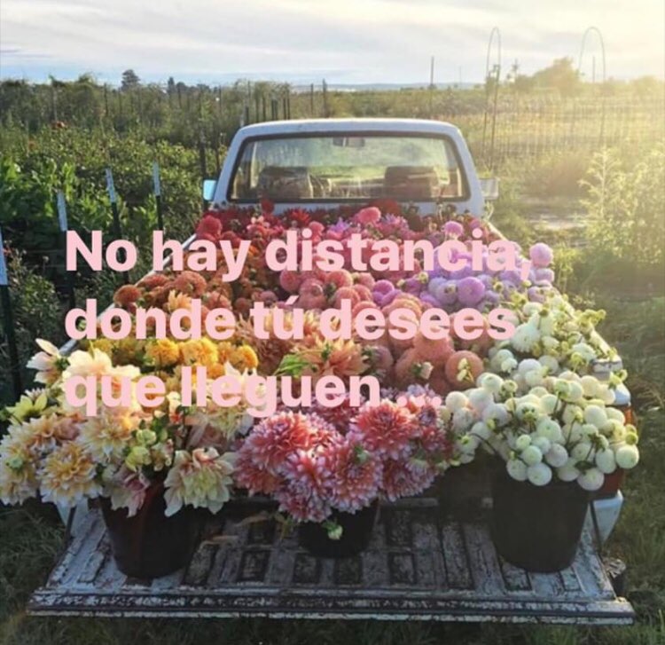 Syldavia Floristas (@syldaviaf) on Twitter photo 