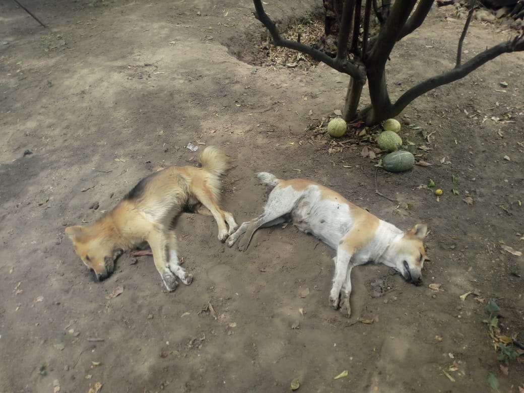 AMAQUEMEMX's tweet photo. Molesta porque varios perros de vecinos entraban a su casa por el corral, debido a que su mascota estaba en celo, una señora envenenó a seis en un mismo día en Tepetlixpa https://t.co/qs2T2Qrwl4
