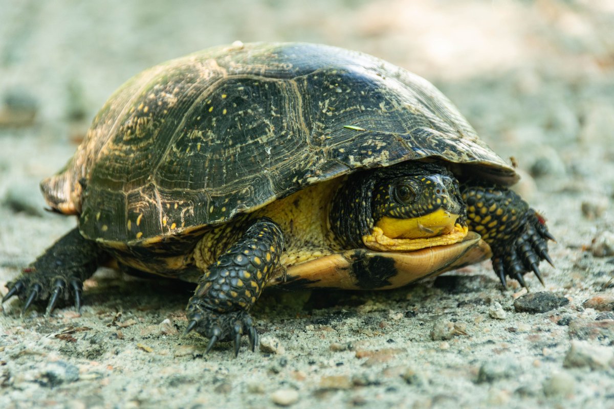 Help protect Long Point’s turtles:
Put a “Watch for Turtles" sign on your front lawn! Contact Cindy Presant at (519) 586-9258 , or John Everett, at (519) 777-2873, to arrange for no-contact curbside pick-up. Photo: Leanne Gauthier Helmer
