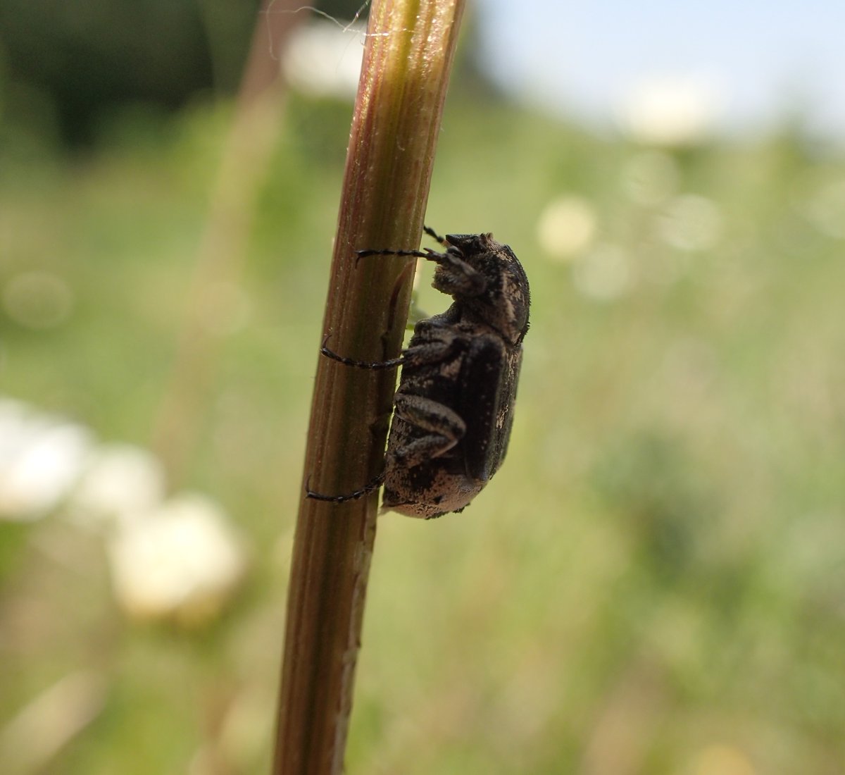 British Scarabs tweet media