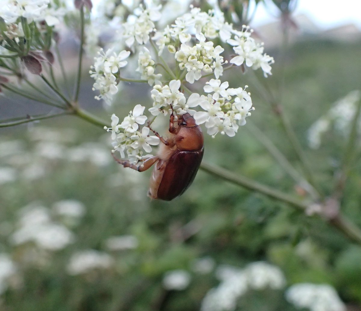 British Scarabs tweet media
