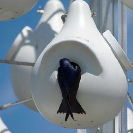 MotherEarthNews's tweet photo. Build a Purple Martin Birdhouse for natural and effective insect control. https://t.co/564wuk0A82 #birdhouse #BirdhouseUpdate #buildabirdhouse #birdhousebuilding #purplemartin #martinbird #purplebird #motherearthnews #MotherEarth https://t.co/HY034jparZ