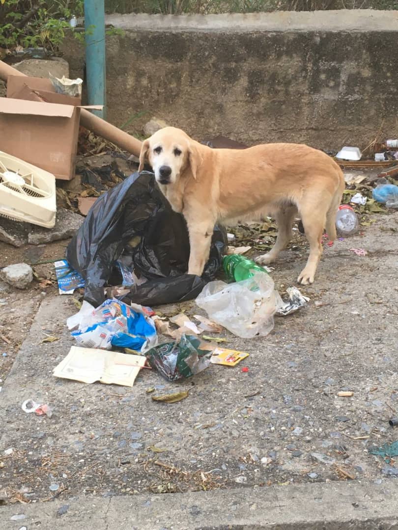 aidalopezmendez's tweet photo. SE BUSCA A SUS DUEÑOS RT. Este perro (no se sabe si es hembra o macho) está deambulando por la Av Géminis, cerca del CC Sta. Paula y se esconde en el polideportivo. Es abandono o extravío muy reciente. @anitavidalp @jjjs1954 @sol651 @Tango_BME @apoyocanino @PerroUsuario https://t.co/EAtnIozoon