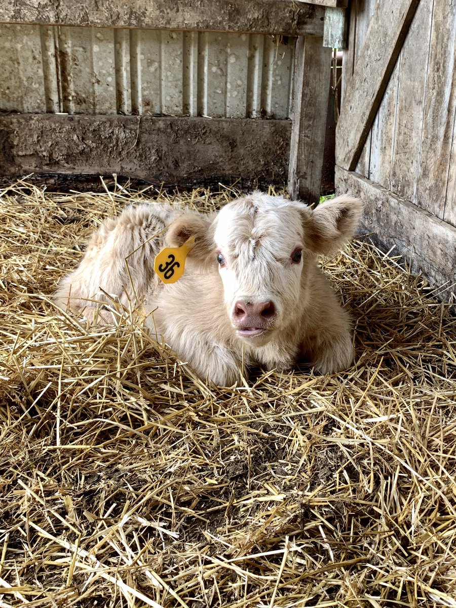 I hope you like this pic of my wee Highlander calf.  #highlandcow #highlanders #homegrownbyheros #veteranowned #redlegfarms #highlands #scottishhighlander #highlandcows #scottishhighlandcow #cutecows #cowseverywhere #regenerativegrazing #feedingamerica 🇺🇸