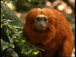 梅子の母ちゃん避難垢 ゴールデンライオンタマリンは日本で唯一浜松市動物園で会えますよ 浜名湖畔 フラワーパークが併設 浜松市動物園へいらっしゃい ホットスポット最後の楽園 ゴールデンライオンタマリン 梅子の母ちゃん避難垢 ゴールデンライオンタマリンは日本で唯一浜松市動物園で会えますよ 浜名湖畔 フラワーパークが併設 浜松市動物園へいらっしゃい ホットスポット最後の楽園 ゴールデンライオンタマリン