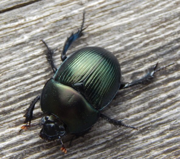 John F. Tollefson tweet media