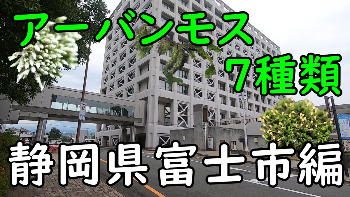 ট ইট র Moss Act コケカツ 都市部に生えるコケ アーバンモスを観察してきました 場所は静岡県富士市 観察したコケは7種類です エゾスナゴケ チュウゴクネジクチゴケ カタハマキゴケ ヒナノハイゴケ ミドリツヤゴケ ギンゴケ サヤゴケ こけ 苔 ট ইট র Moss Act コケカツ 都市部に生えるコケ アーバンモスを観察してきました 場所は静岡県富士市 観察したコケは7種類です エゾスナゴケ チュウゴクネジクチゴケ カタハマキゴケ ヒナノハイゴケ ミドリツヤゴケ ギンゴケ サヤゴケ こけ 苔