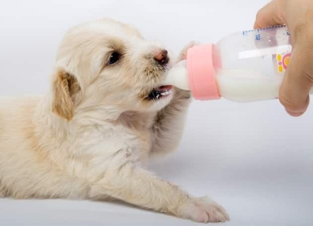 HomePetsVE's tweet image. Como hacer sustituto de leche para #cachorros buff.ly/2VPAhuU