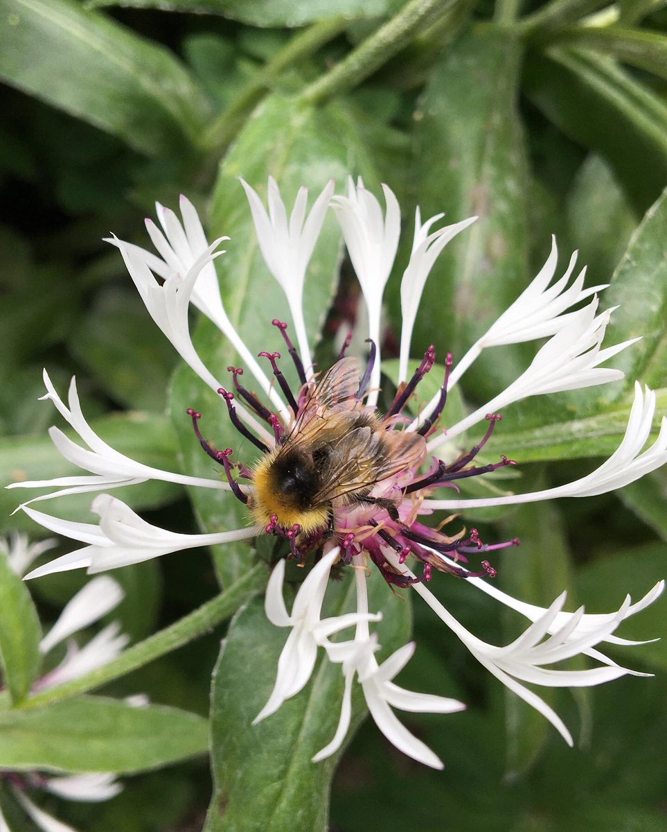 Nature has definitely helped everyone in the uncertain times we have had. Hope your gardens or small spaces or even windowsills are growing or blooming.