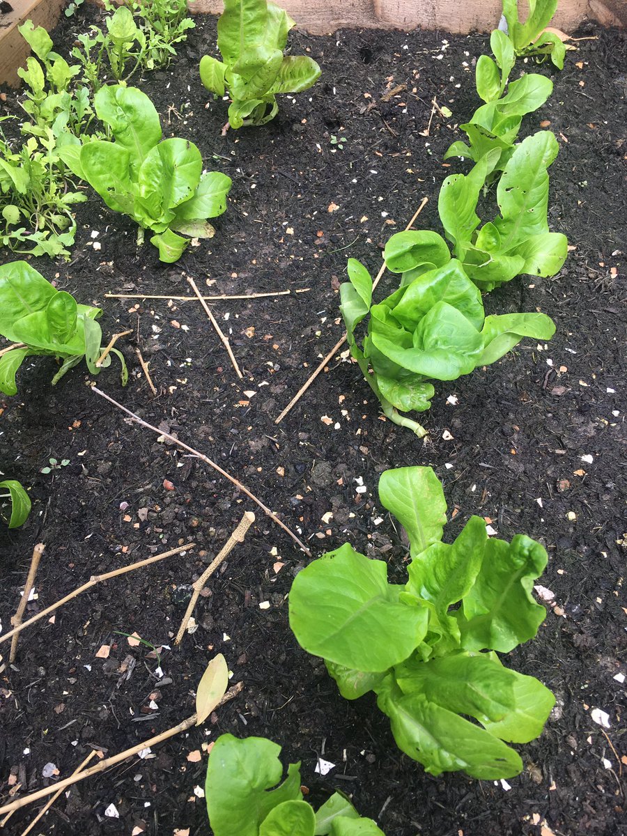 Look at my lettuces! Can't wait to eat these beauties.