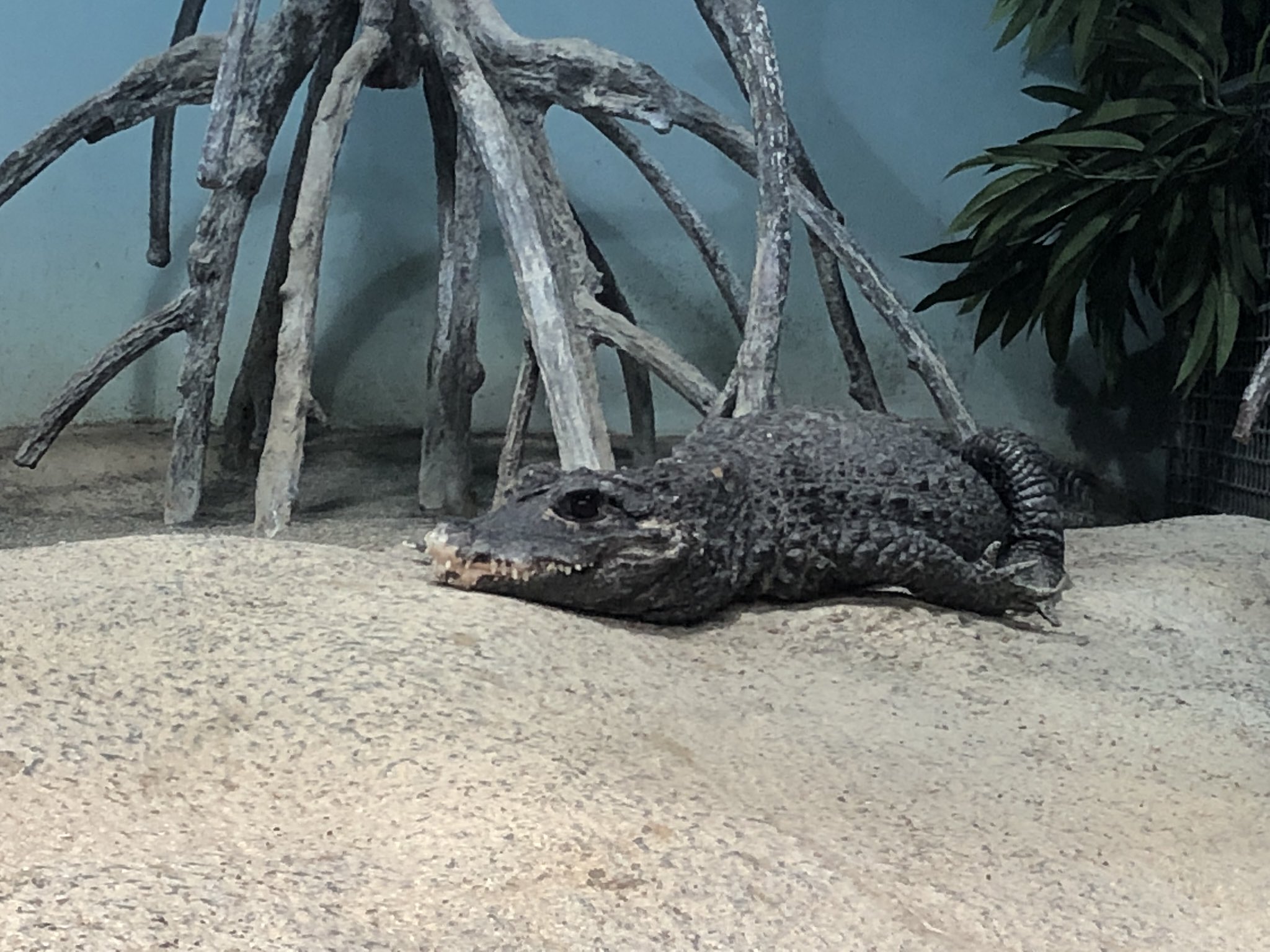 河童 そしていよいよ ポリプ好き とくにコンギクス好きにはたまらない水槽に 全ての魚がデカい ゴリアテも最高 アクアトト コンギクス ゴリアテタイガー ゴライアスタイガー T Co Nddtjwd3ml Twitter