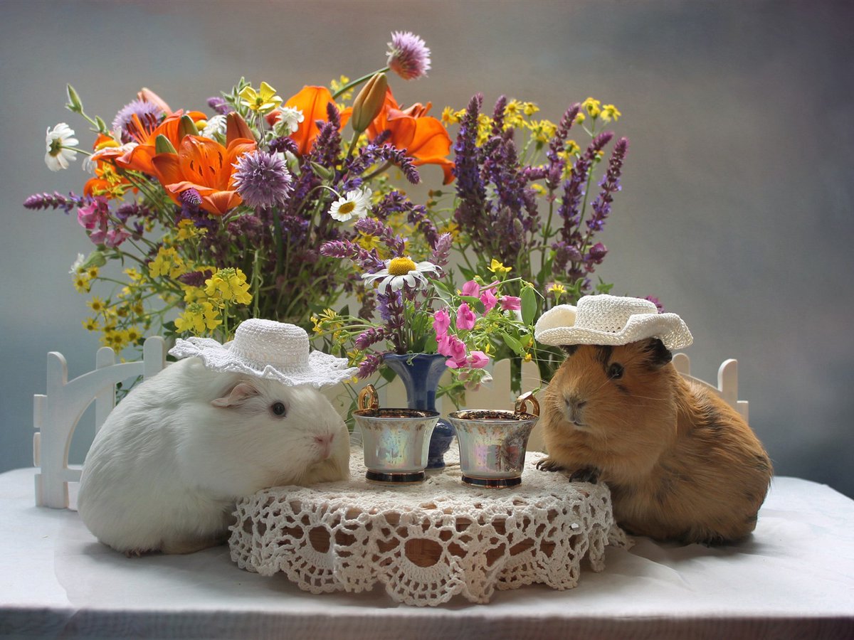 semicvet50's tweet image. Спасибо, Вазим, рада видеть...😊 Взаимно!)