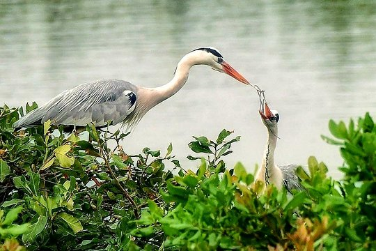 nahluwalia20's tweet photo. India's oldest bird sanctuary &amp; critical breeding ground for 190 bird species where villagers don't celebrate Diwali to protect birds from noise pollution can't be opened for industrial pollution.Citizens demand withdrawal of  clearance 
#SaveVedanthangal #SavePrideofTamilnadu https://t.co/w8jEhWWpBN