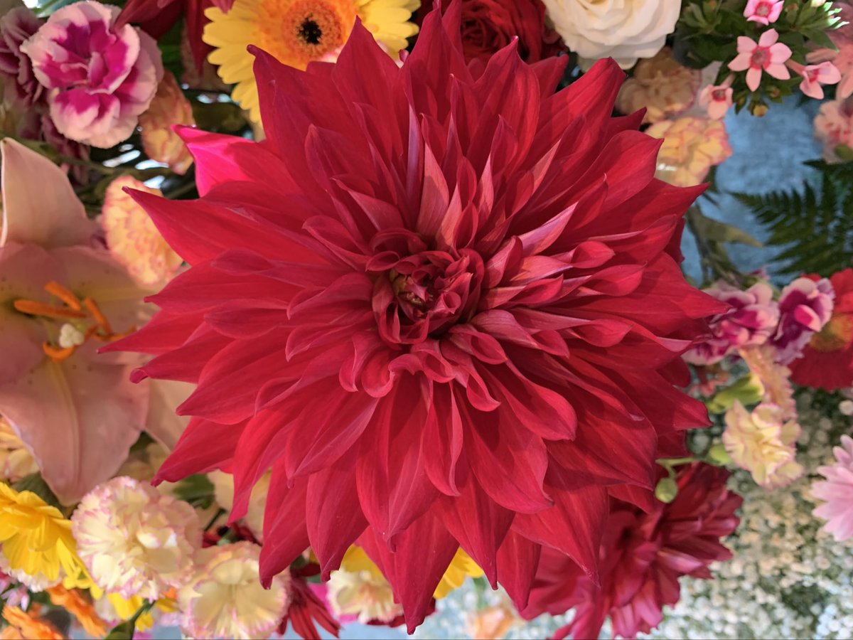さくら ひなこ キャナルシティ博多で見かけた花