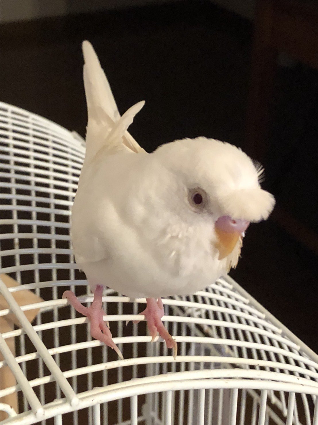 迷いインコ アルビノセキセイのほよちゃん Eml38ajc61ccx8n Twitter