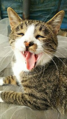 猫変顔 猫変顔