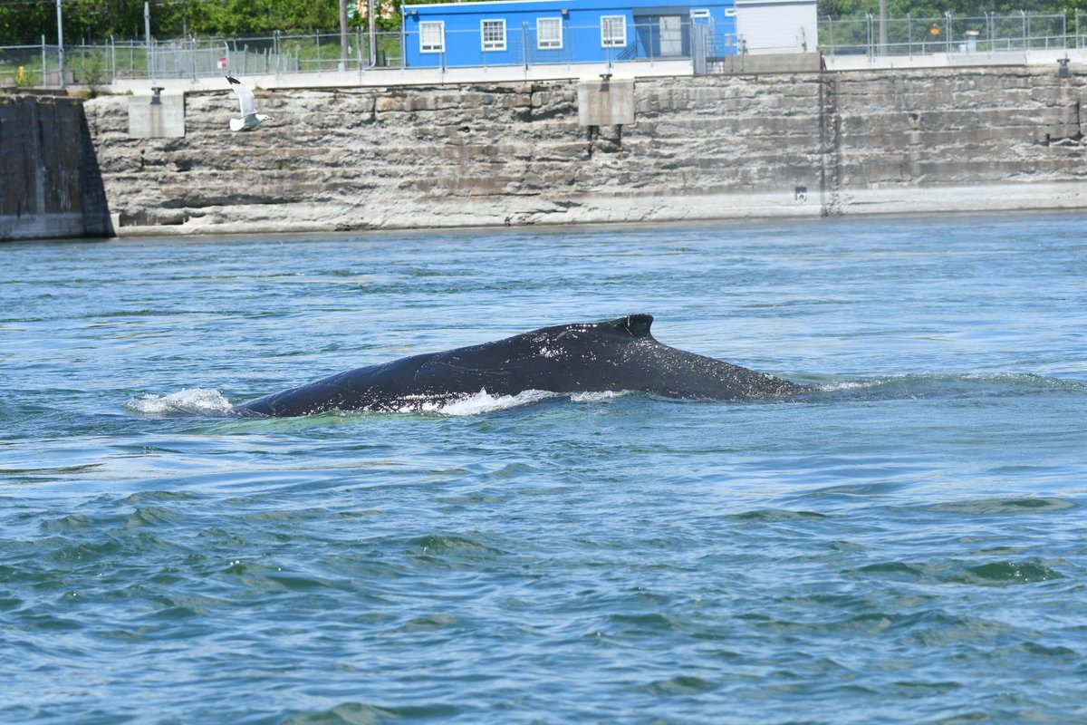 MÀJ 7 juin, 10h: le rorqual à bosse n'est pas observé ce matin. Redoublons de vigilance sur l'eau! Elle pourrait avoir changer de secteur. Vous voyez la baleine? Composez sans tarder le 1 877 722-5346, la ligne Urgences Mammifères Marins.