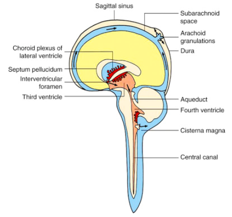 3/Next let's review cerebrospinal fluid (CSF) flow. CSF is made by the choroid plexus, flows through the ventricles, and drains to the subarachnoid space. It's then reabsorbed into the blood through arachnoid granulations along venous sinuses. https://www.sciencedirect.com/topics/neuroscience/cerebrospinal-fluid-flow